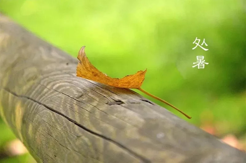 處暑時(shí)節(jié)，如何防秋燥、解秋乏？